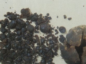 ����Ĺ�Ч����Щ�� ����ҩ�ü�ֵ