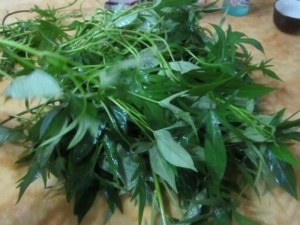 ů������ļ��� ���Է���Ҷ�ܷ���Ѫѹ