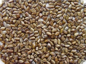 �������Ĺ�Ч������ ����������