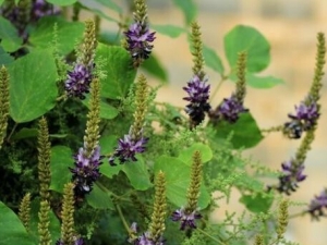 ��ȵĹ�Ч�����ü�ֲ����̬