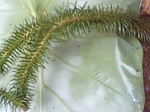 ��βǧ��ݵĹ�Ч�����ü��ٴ��鷽