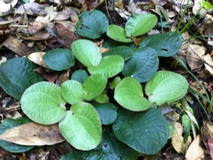 ����Ƥ�Ĺ�Ч������