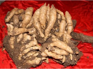 �˲Ρ����顢���㡢�������ִ󺣵���α����