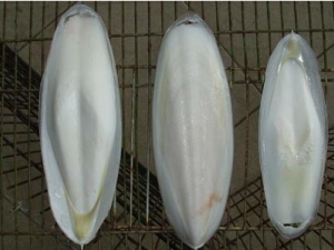 �����ǵĹ�Ч�����ü�����Ӧ��