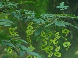 ��Ǯ��Ҷ�Ĺ�Ч�����ü�����