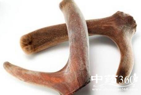 秋冬进补中药 妙用鹿茸调理身体