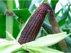 黑玉米的营养价值及功效与作用