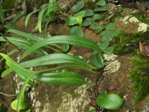 ����ʯΤ�Ĺ�Ч������ �������������������