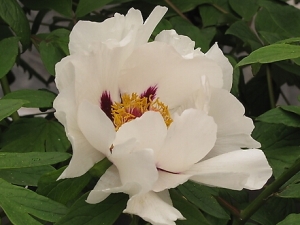 ��ҩ�İ��ֵ���ֲ���� ���ֵĲ�������