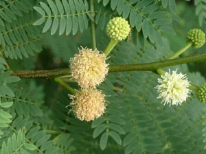 ���ϻ���ҩ�ü�ֵ ���ϻ���������;