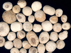 ʮζ��ի������ ʮζ��ի����Ч ʮζ��ի����������