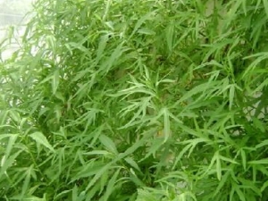 «���Ӫ����ֵ��ҩ�ü�ֵ