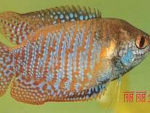 �������� ��������λ��� ��������ô�ֹ�ĸ