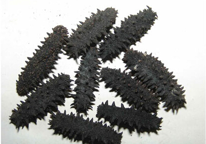 海参的功效与作用 老人冬季养生必备