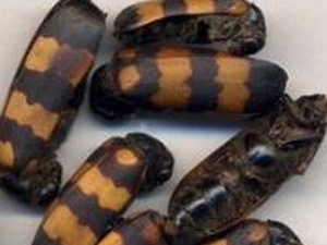 ������Ӧ�ü����� �����ĸ�������Щ