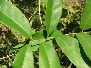 ������Ĺ�Ч������