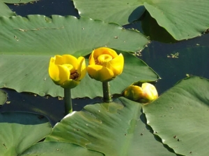 �������Ĺ�Ч������