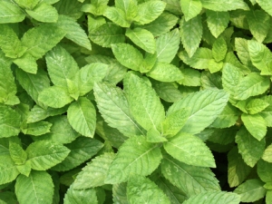 ���ɵĹ�Ч������ ���ɵ�����Ӧ�� ���ɵ�ʳ�Ʒ�