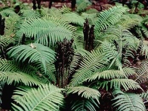 ��ҩ�Ĺ��ڵĹ�Ч������ ���ڵļ��𷽷�