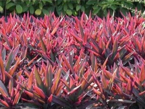 �����Ĺ�Ч�����ü�����