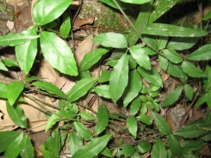 ��ҩ��Ҷ��Ĺ�Ч�����ü�ʳ�÷���