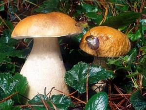 ��ζţ�εĹ�Ч������ ��������ʹ|������ľ