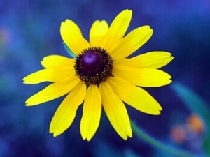 ���յ�ҩ�ù�Ч ���յļ�ֵ