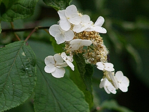 ����ݵĹ�Ч������ ���׽ⶾ|������ʪ