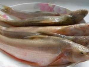 ˮ���ӵ�Ӫ����ֵ ˮ���ӵ�ʳ�÷���