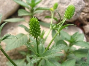 ������Ĺ�Ч������ ��Ѫѹ�������� ������ʹ