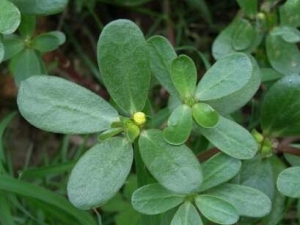 �����ȵ�ҩ�ü�ֵ