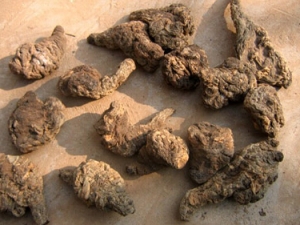 ԼӪ幦ЧѪȱѪ ԼӪ崦 ԼӪӼ