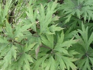 ��ҩ����Ҷ�Ĺ�Ч������ �����Ȳ�����|йк��ʹ