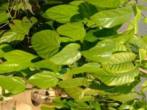 ��ɽ���Ĺ�Ч������ ��ѹֹʹ