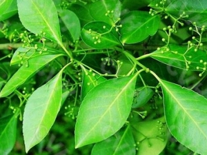 �����������������ʪ��ʹ ������ѡ��