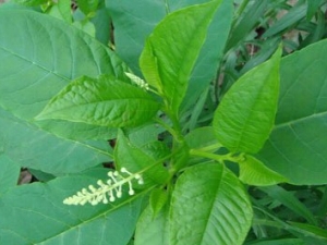 ����½�ӵĹ�Ч������ ��ˮ����