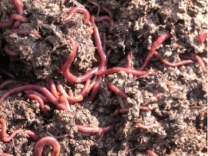 ��ɽ�������ζ��� ��ɽ������������ʲô