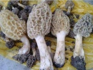 ������ǲ˵Ĺ�Ч�������÷�����