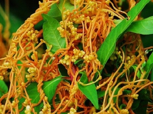 菟丝子治阳萎等前列腺疾病 菟丝子的中药附方