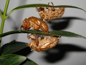 ���ɵĹ�Ч������ ���ɵĸ��� ���ɵ�����Ӧ��