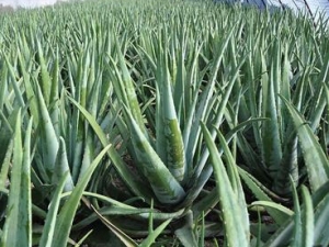 «�������� «������ֳ������