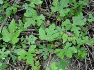 �cʠ���Ĺ�Ч������ ��ʪ�����׶�