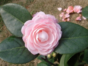 �˱��ڻ�ɢ��Ч �˱��ڻ�ɢ�Ʒ� �˱��ڻ�ɢ����