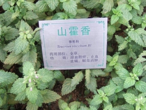 ɽ޽��Ĺ�Ч������