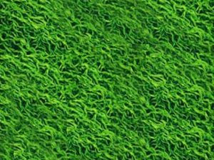 螺旋藻的功效与作用 螺旋藻的副作用