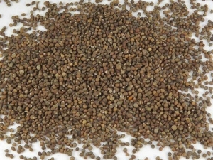 �����ӵĹ�Ч������ �����ӵ�ʳ�÷��� �����ӵĸ���