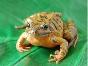 ѩ��Ĺ�Ч������ ѩ���ʳ�÷��� ѩ���ѡ��