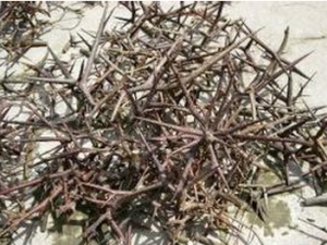 ���Ǵ̵Ĺ�Ч������ ������ŧ������ŧ