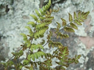 ����ݵĹ�Ч������ ֹк�������Ƚⶾ