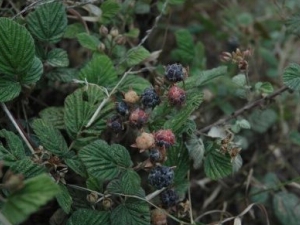 �첻ʳ�ݵĹ�Ч������ �첻ʳ�ݵ��ٴ�Ӧ��